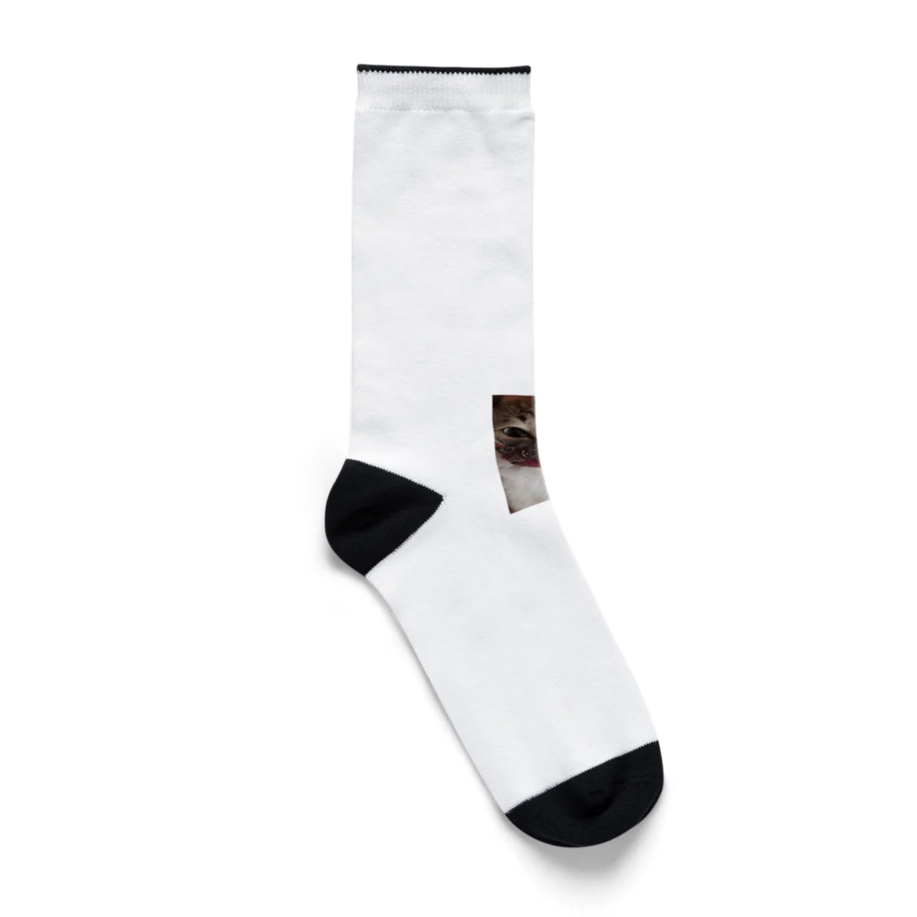 Mizuki・ASIA CATのマスクにゃん🐾 Socks