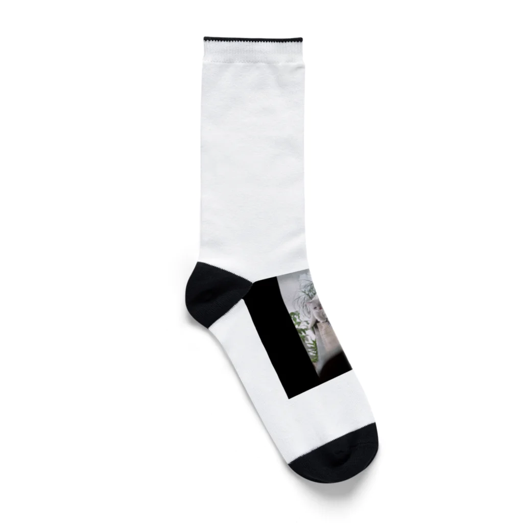 ozuzu123のピアノでねこ Socks