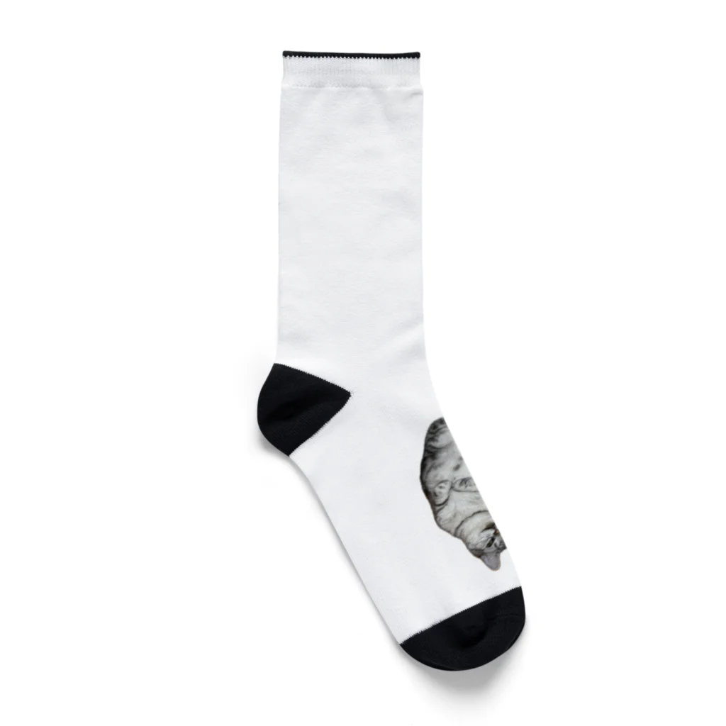 うちの猫ちゃんたちの変死体風とらと_No.1 Socks