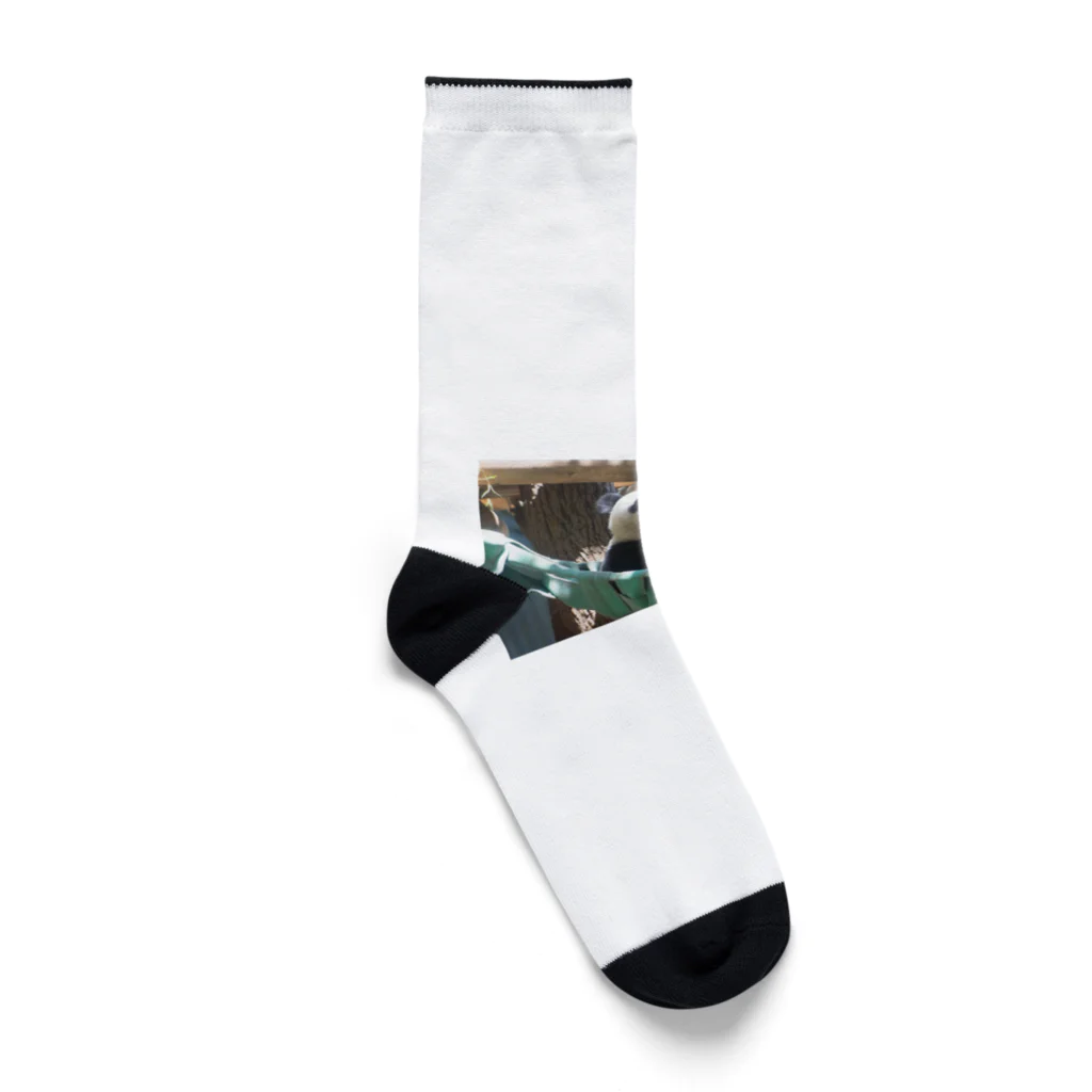 daisuketkの上野動物園シャンシャン Socks