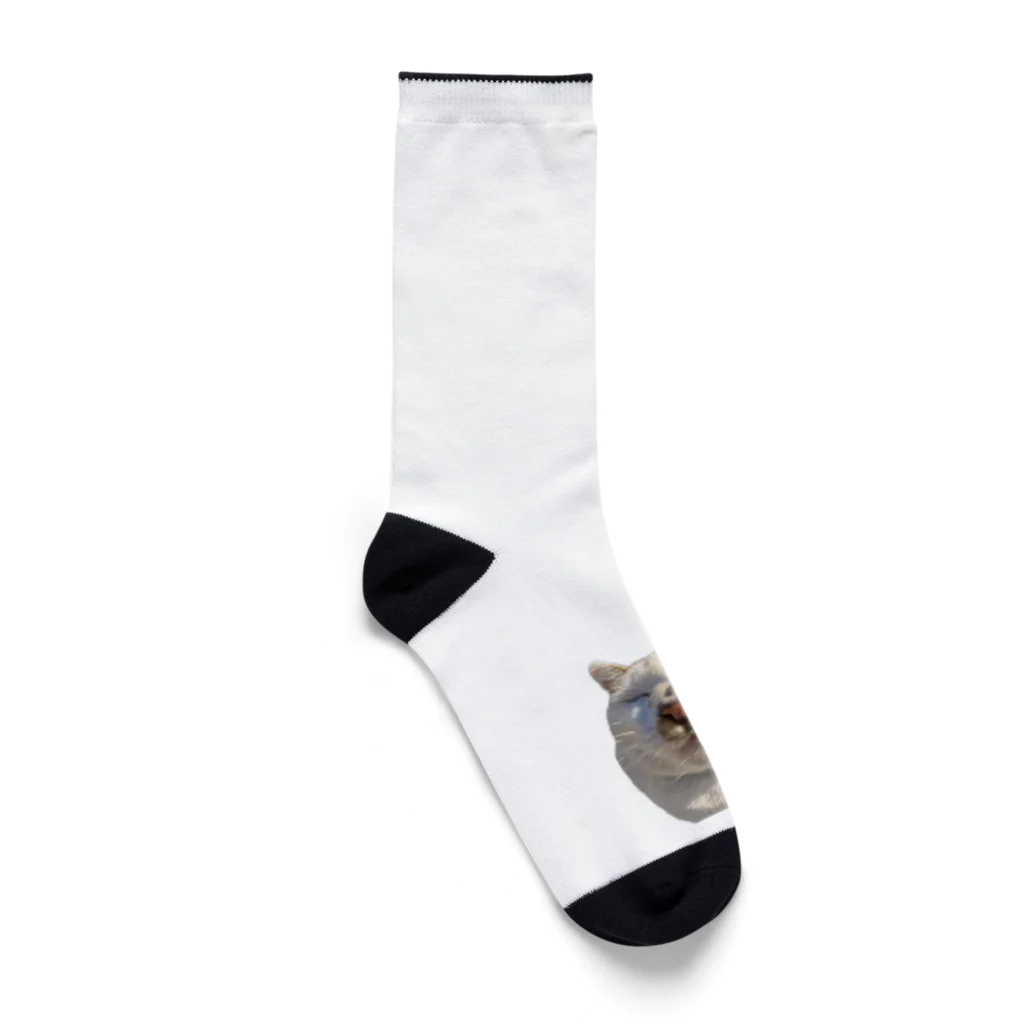 猫島のじかんのたまらない島猫のどアップ顔グッズ① Socks