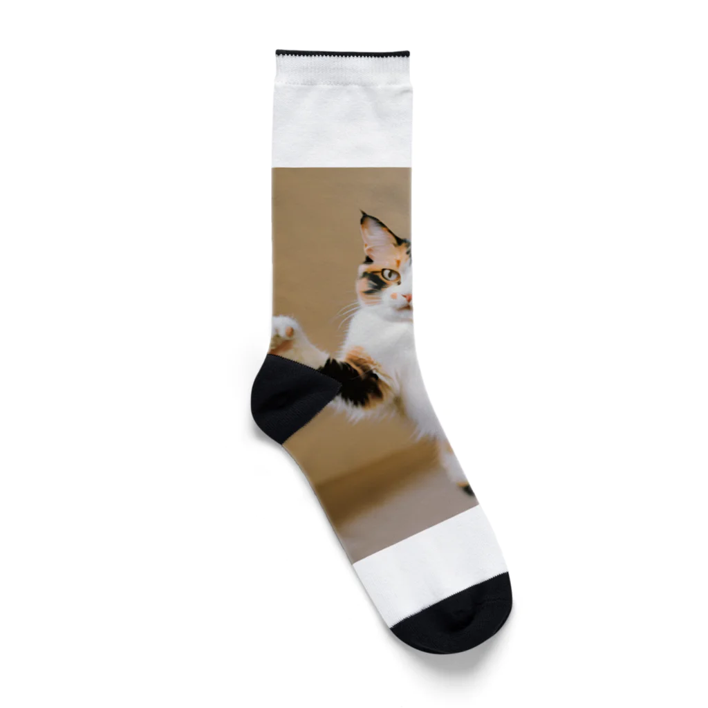 shadowshadowの三毛猫 Socks