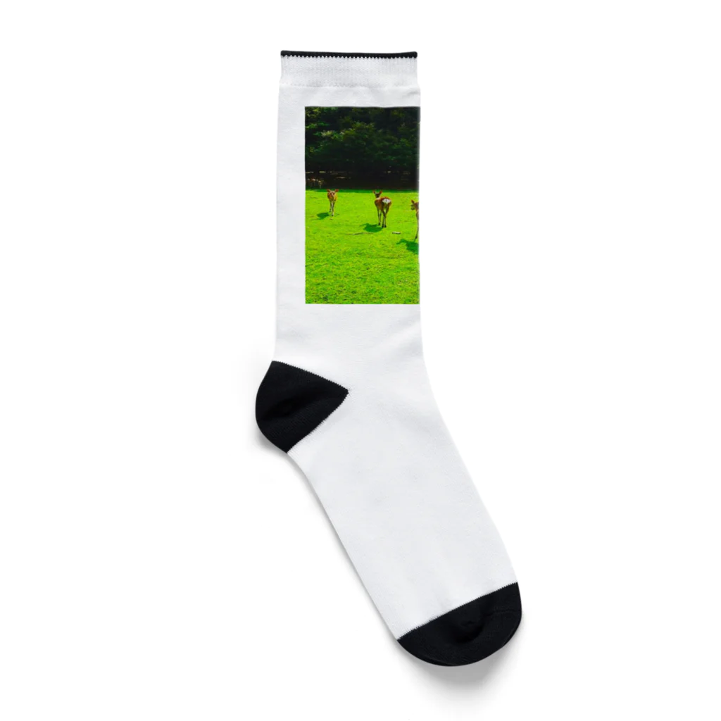 ならばー地亜貴(c_c)bの奈良公園の鹿が変える姿 Socks