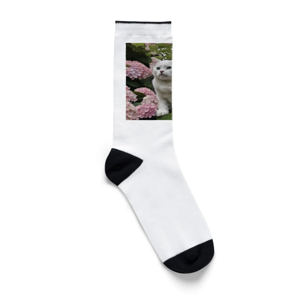 sarasaraの猫と紫陽花 Socks