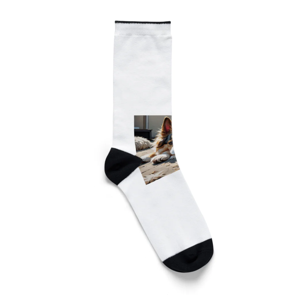 altemaの子犬 Socks