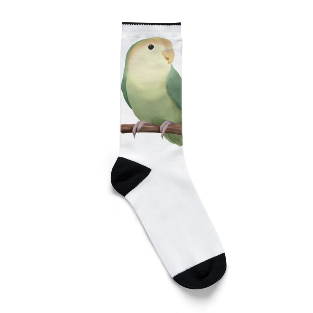 まめるりはことりのコザクラインコ　モーブとオリーブ【まめるりはことり】 Socks