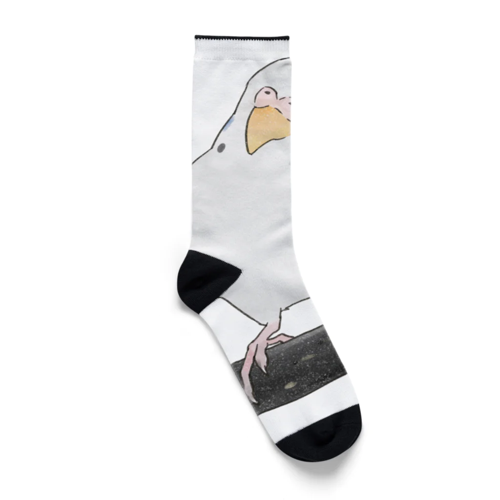 まめるりはことりのまったりセキセイインコちゃん【まめるりはことり】 Socks