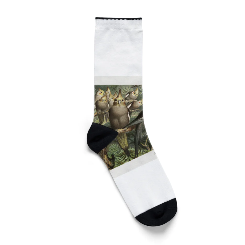 J. Jeffery Print Galleryのオカメインコ Socks