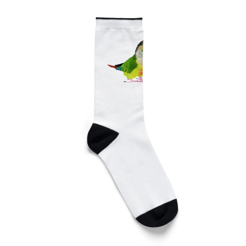 アキクサインコとウロコインコのウロコインコ Socks