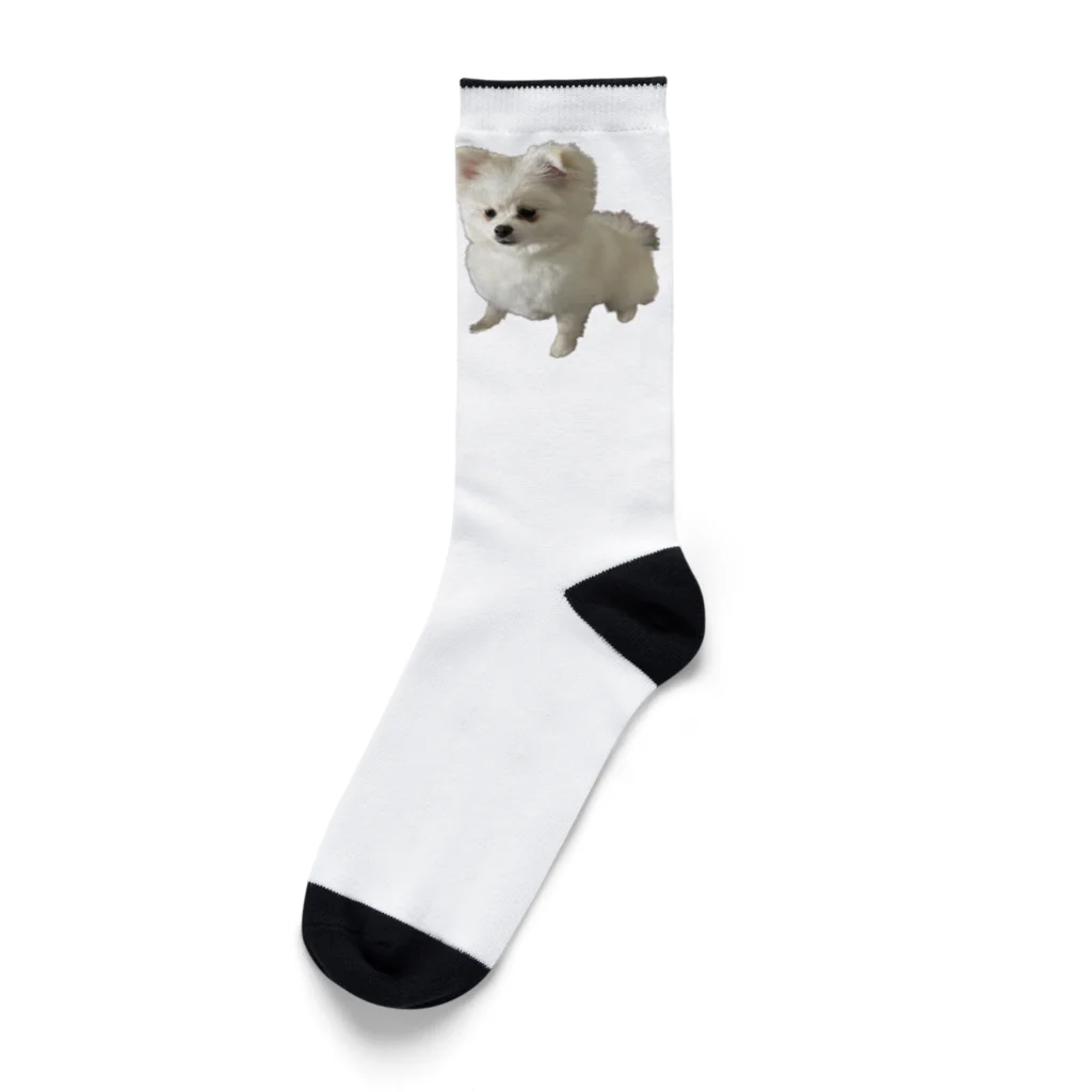 わたしちゃんの犬たちの私の犬 Socks