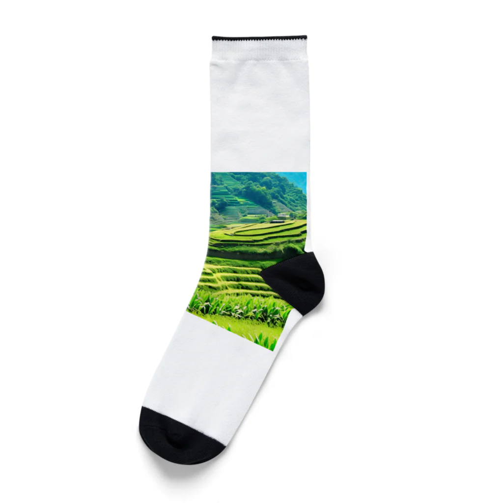 dolphineの日本の原風景　棚田 Socks