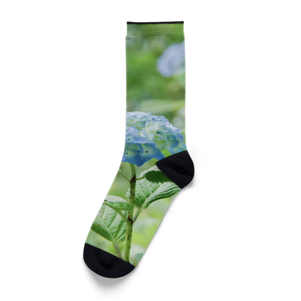 蛍石のhydrangeas Socks