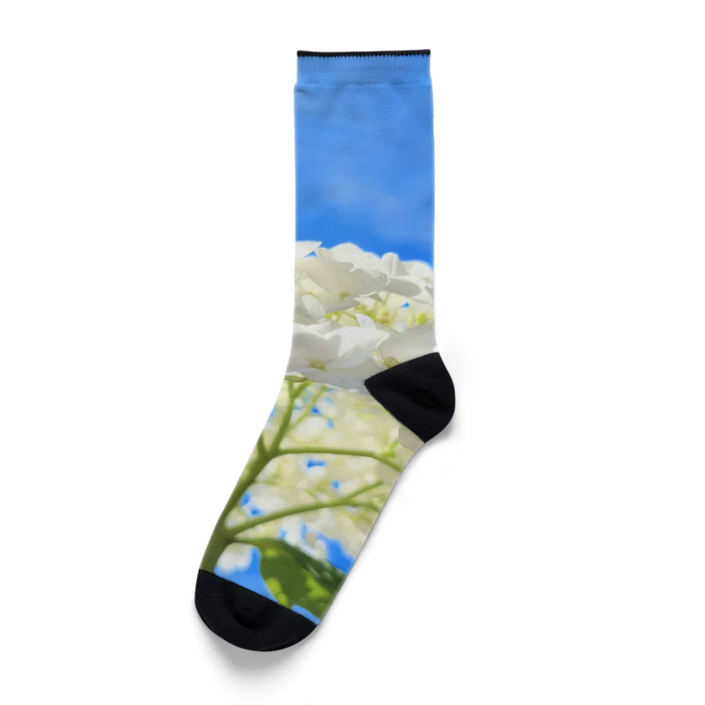 チエソーの紫陽花　白 Socks