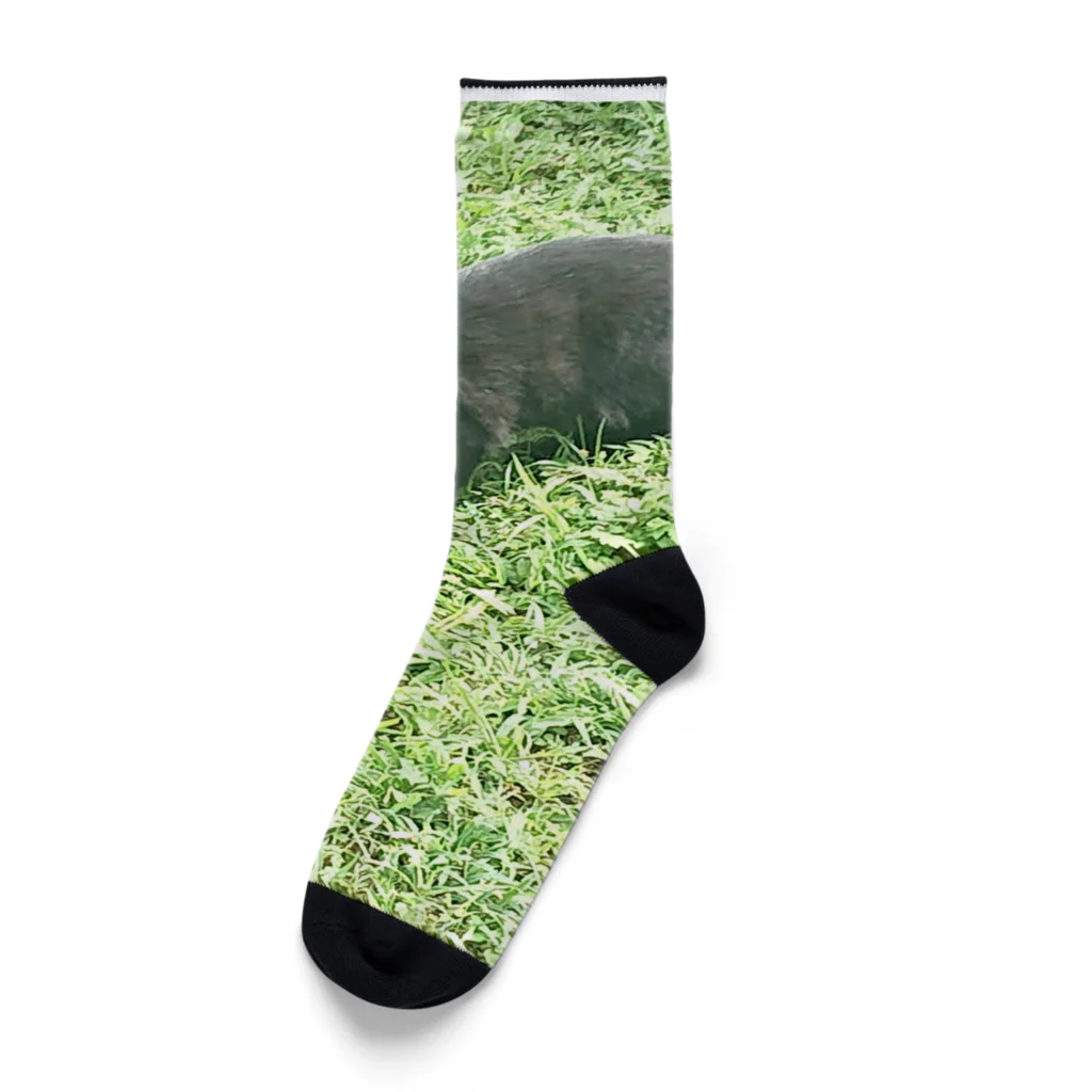 天光のねこ部屋の黒猫カカオの庭 Socks