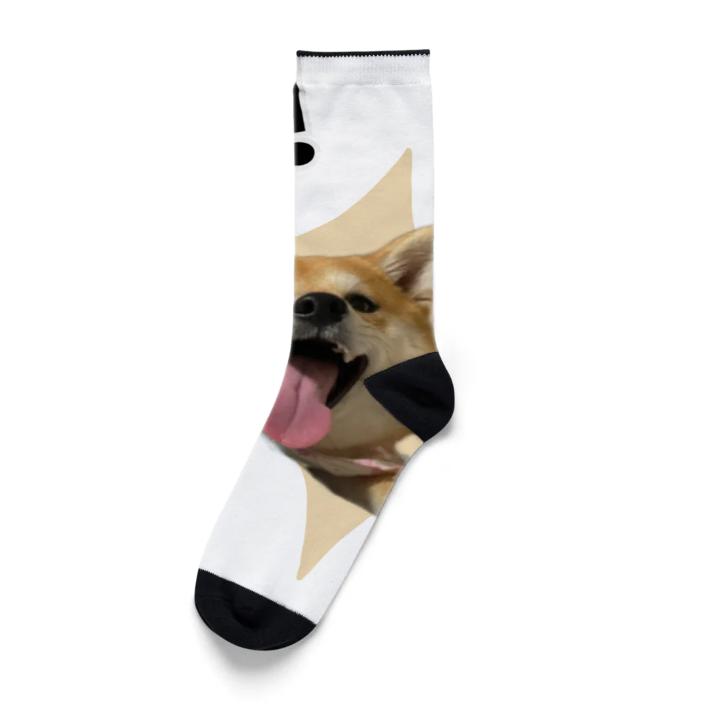 Runny_Shiba_Dogの飛び出す柴犬 Socks