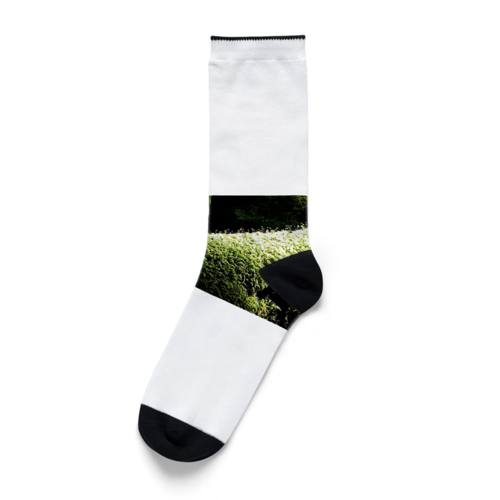 CHERRYの苔苔くん Socks