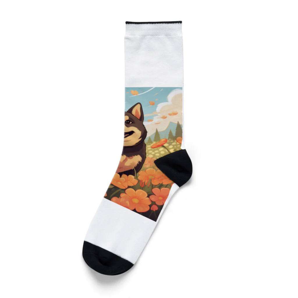 シャオ猫屋の黒柴と花畑 Socks