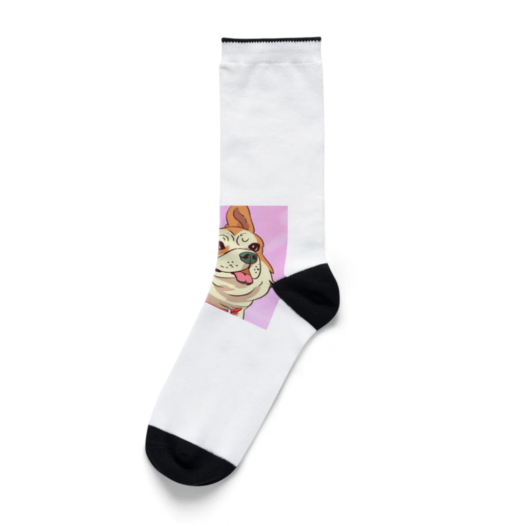 まさのお店の人懐こい犬 Socks