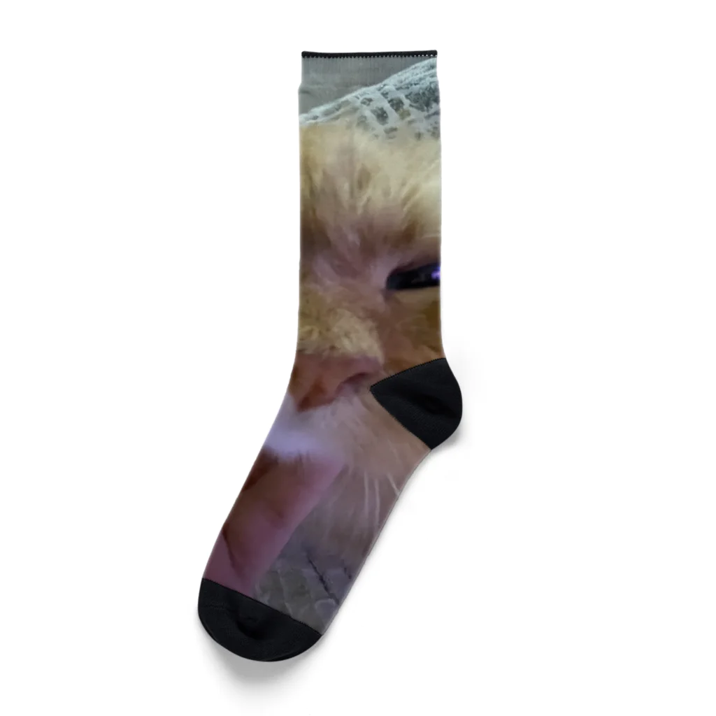 otsの可愛い猫 Socks