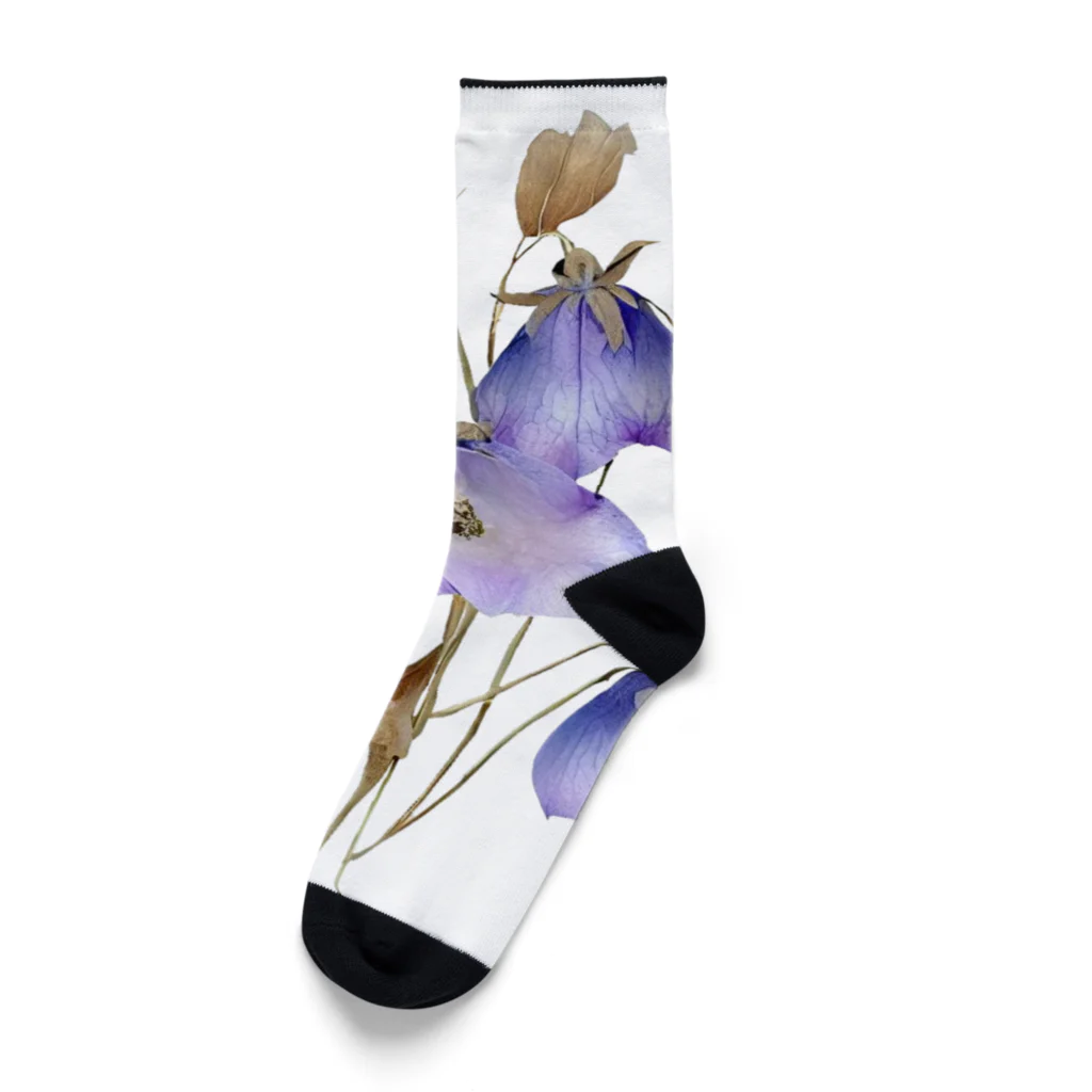 Atelier Petrichor Forestのキキョウ Chinese bellflower Socks