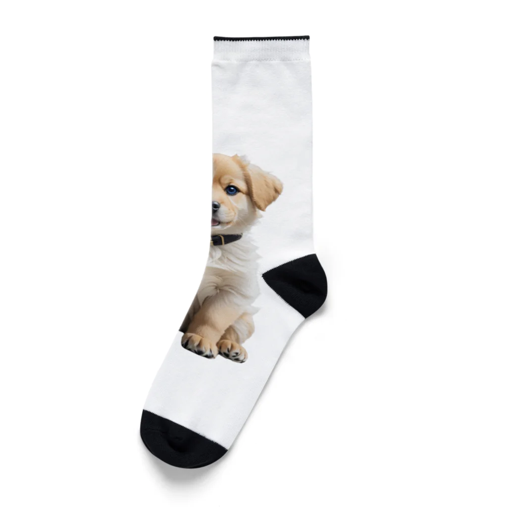 pondLeisurelyの愛らしい子犬 Socks