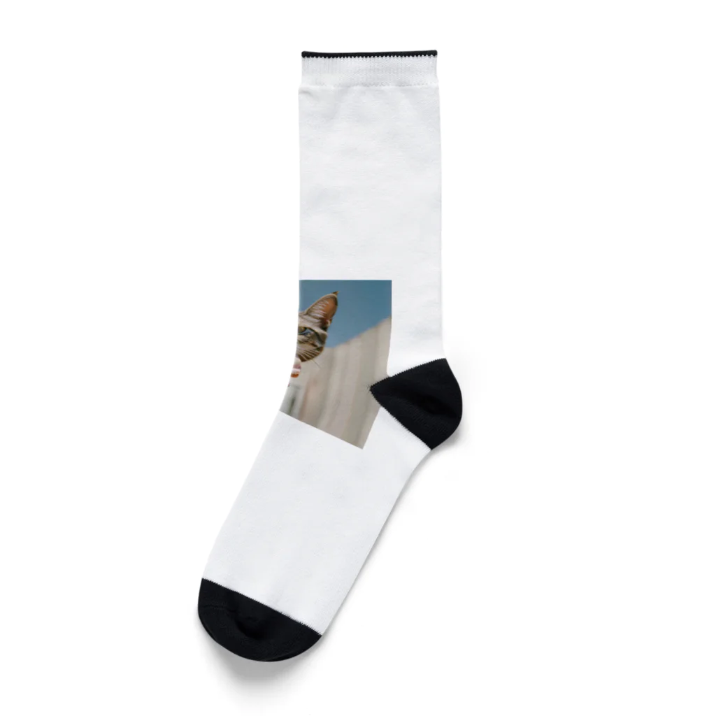 猫雑貨屋　ねこまろのアイスにかぶりつく猫 Socks