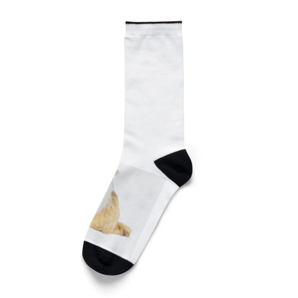 cocomaryのラガマフィンmary Socks