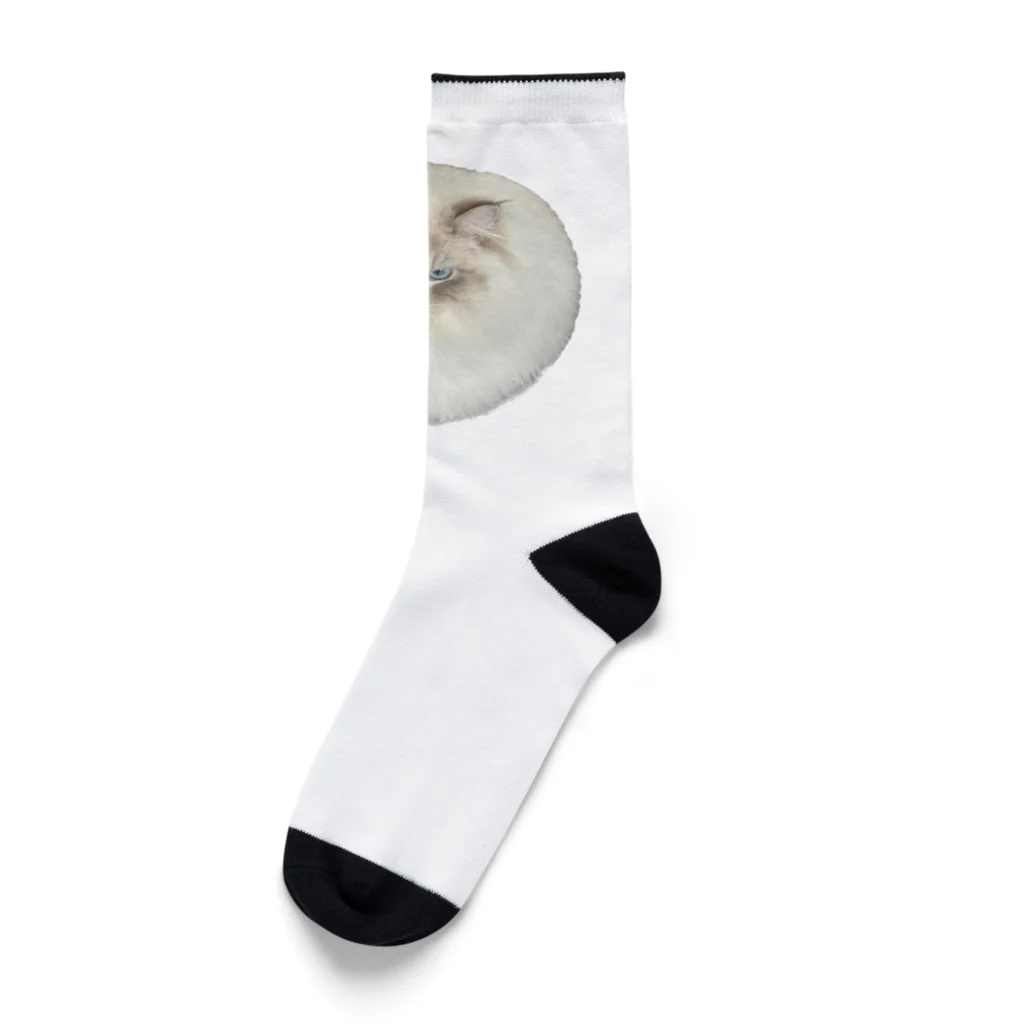 まんまる猫いれぶんのまんまる猫いれぶん Socks