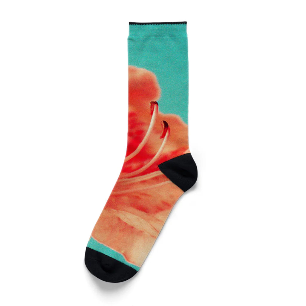 DGDGのゼラニウムの花 Socks