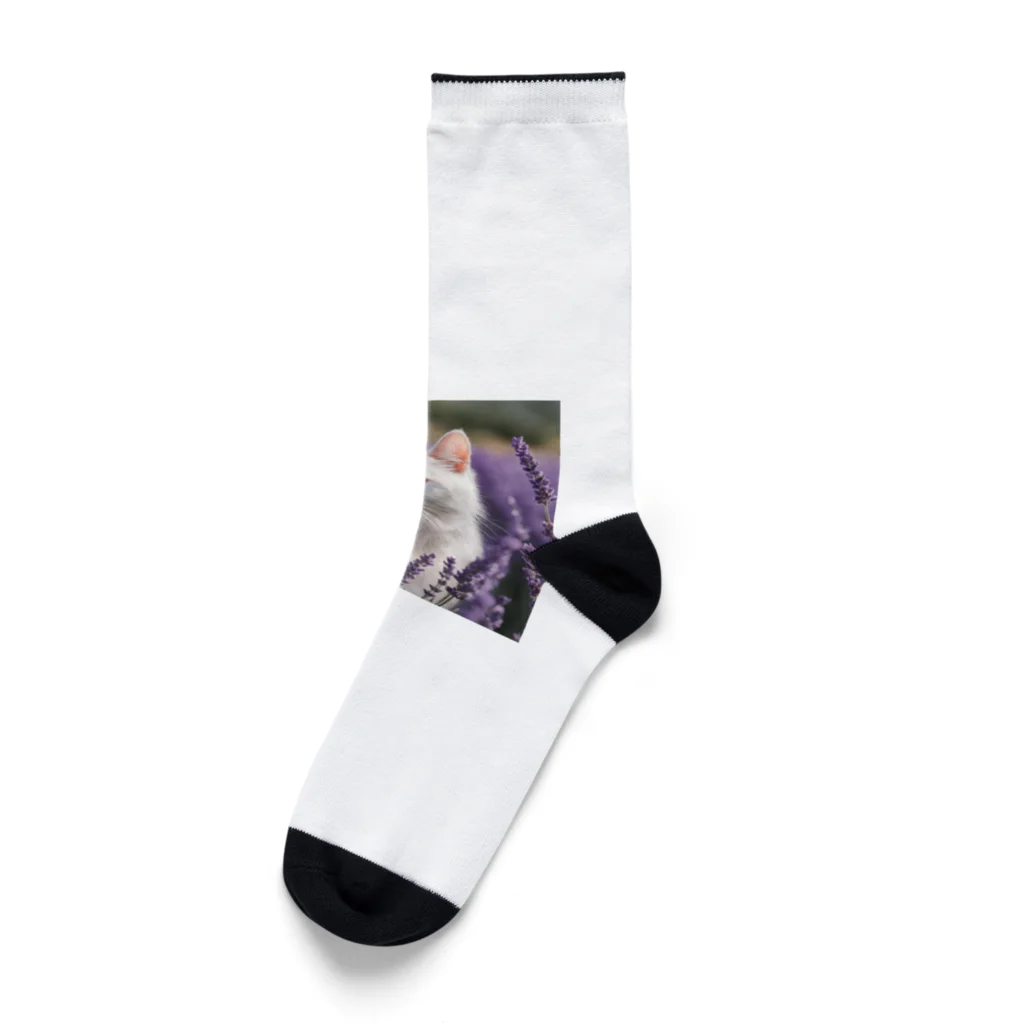 capcat1919のラベンダー猫 Socks