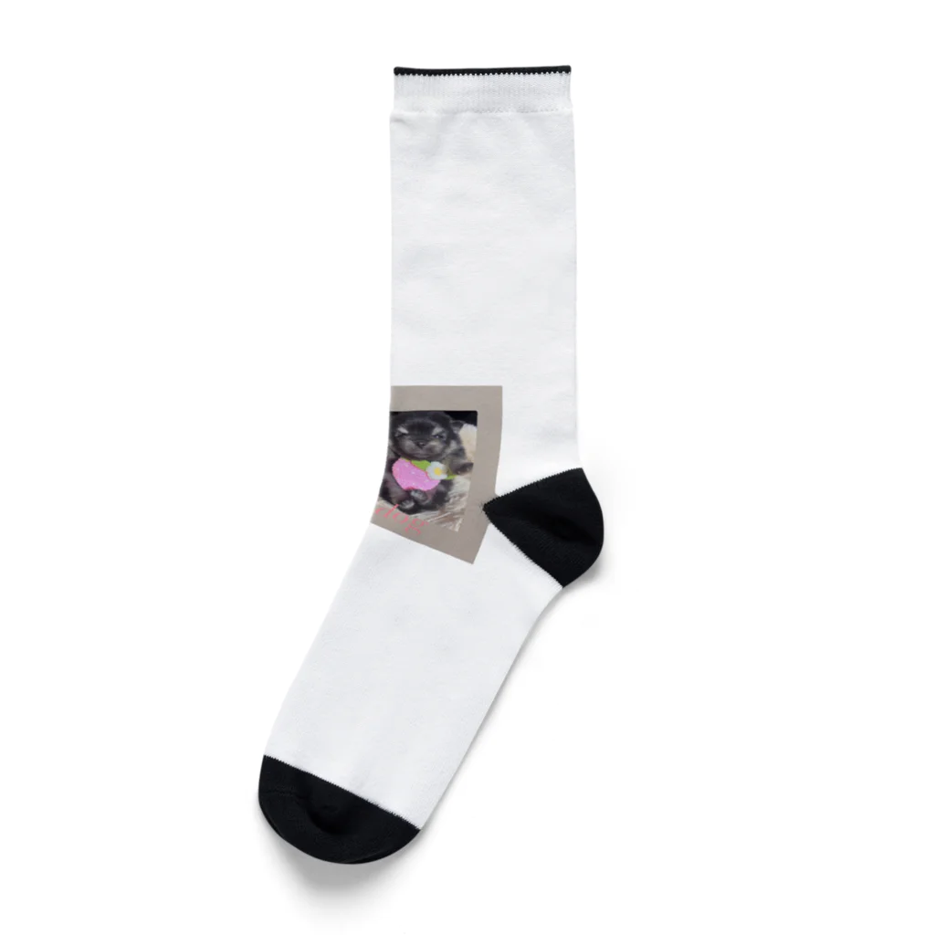 キャンドルドックの可愛いブラックタン兄弟 Socks