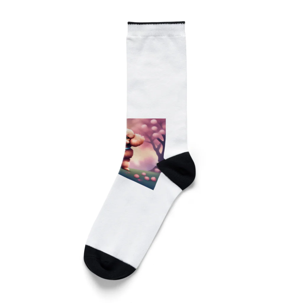 ChicCanvas Boutiqueの桜舞い散る中でたたずむ可愛いトイプードル Socks