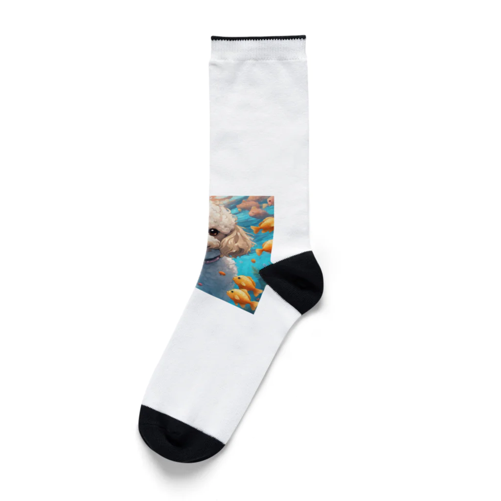 ワンちゃん大好きの熱帯魚と遊ぶトイプードル Socks