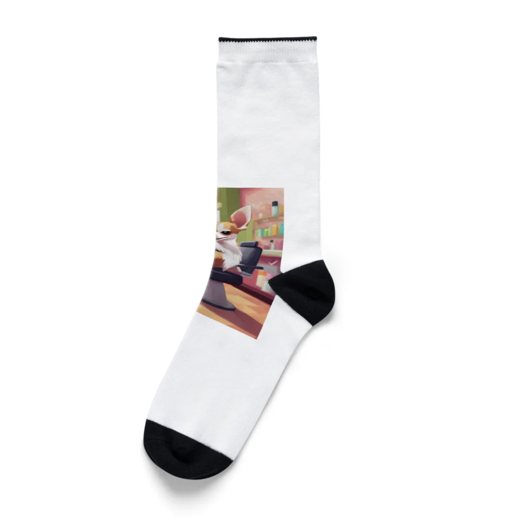 キャリーのトリミング前のチワワ Socks