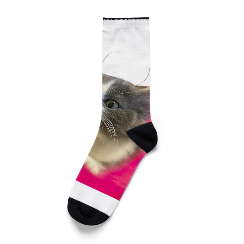 itsukiancoroのアイドルネコのアンちゃん Socks