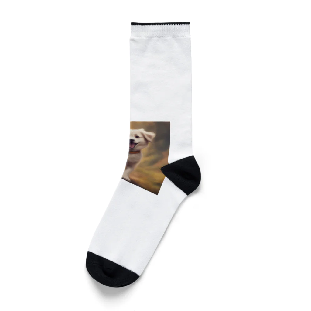 h_n_k_kの可愛い小型犬 Socks