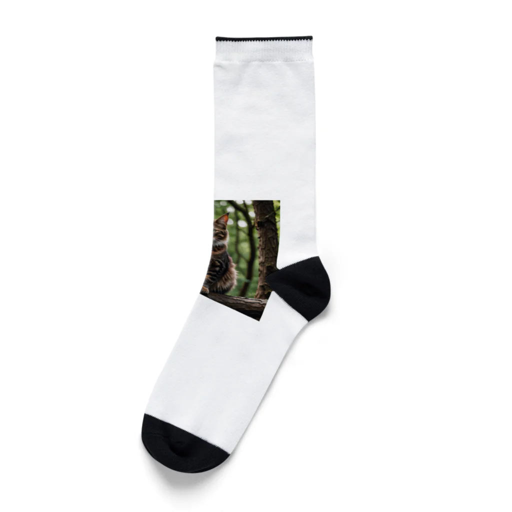 Shigeto Galaxy2hbの森の猫 Socks