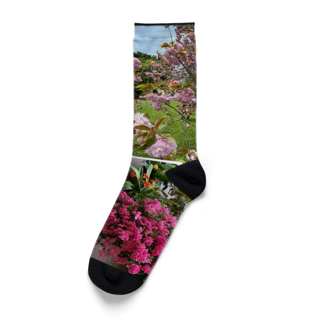 波乗り南国🏝️の花見散歩 Socks