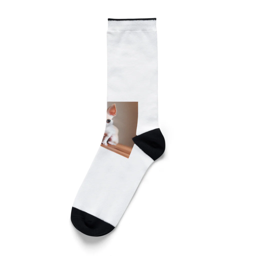 メアリーのチワワの可愛らしい写真です！ Socks