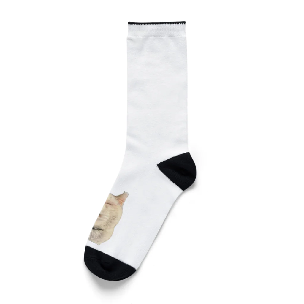 猫島のじかんのたまらない島猫のどアップ顔グッズ① Socks