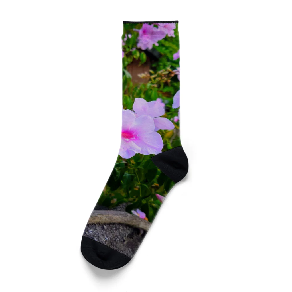 終わらない夢🌈の実写シリーズ【初夏の美しい花🌸】 Socks