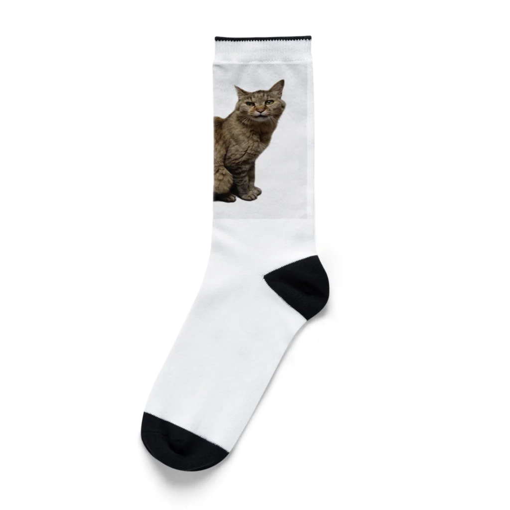 クリスタの保護猫 ポポちゃん Socks