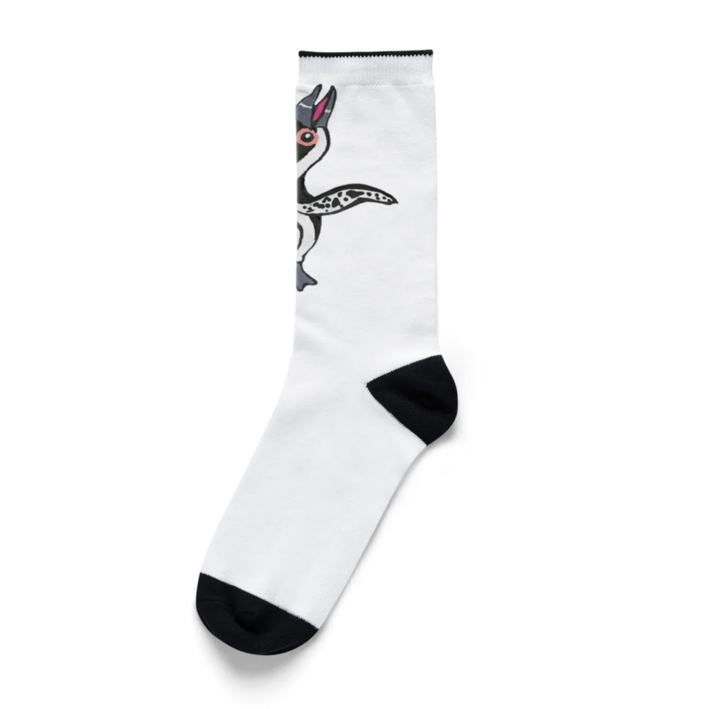 penguininkoのケープペンギンのボエーの瞬間 Socks