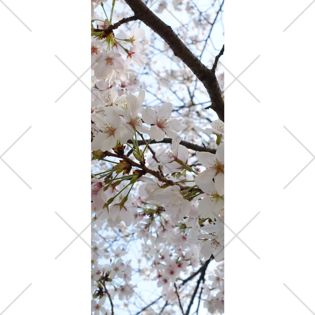 じょにーの桜〜交野〜 ソックス