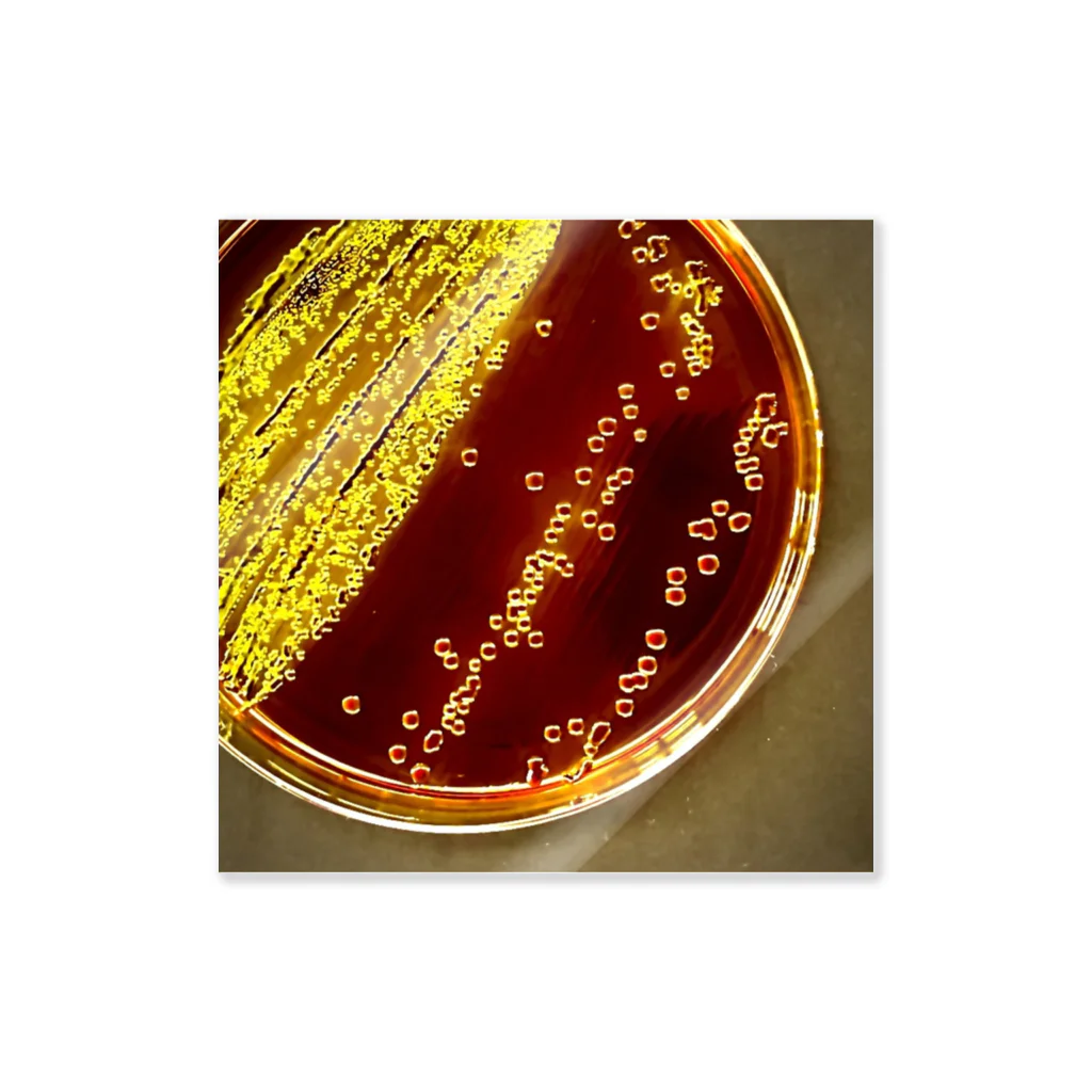 かぼす(BOSS)のColiform bacteria ～EMB agar～ ステッカー