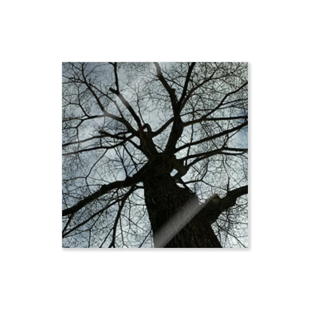 空屋　sorayakusakaの201805051602001　春の樹木 Sticker