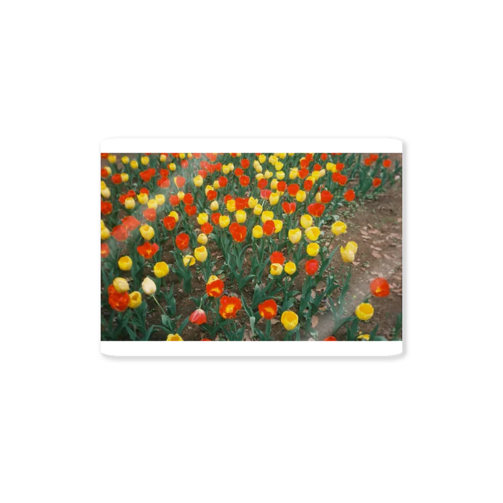 omusubi panのtulip Sticker