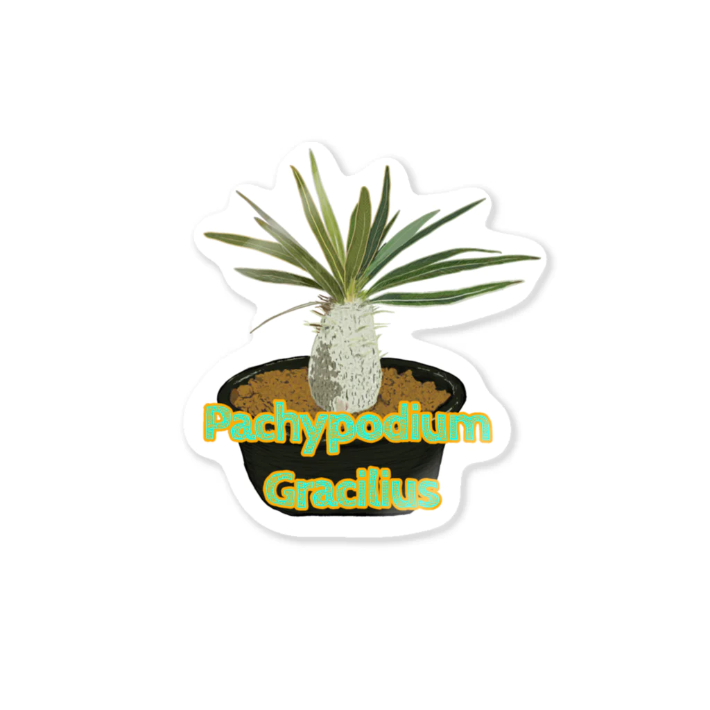 momoのPachypodium Gracilius ステッカー