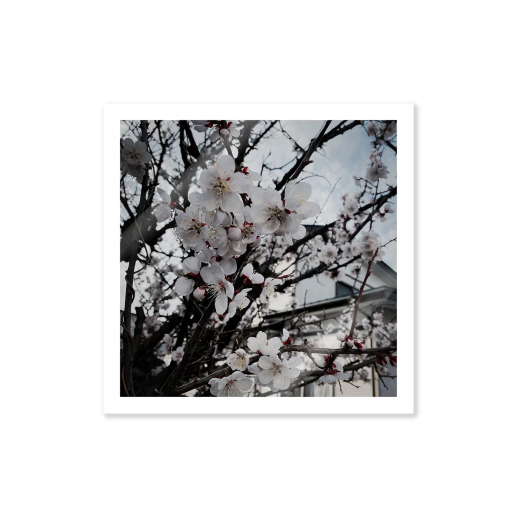yozakura suiの外で適当に撮った桜 ステッカー