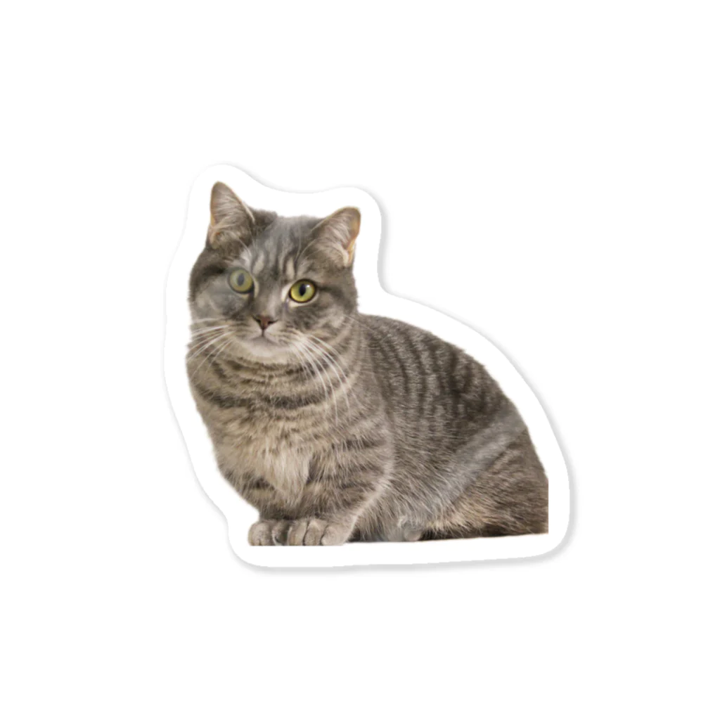 ＊あくぽ百貨店＊の癒し猫ステッカー　マンチカンのアクアちゃん Sticker